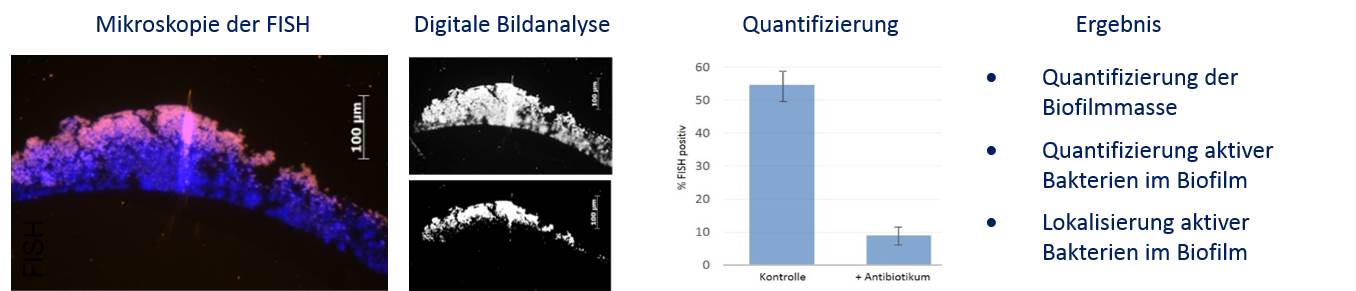 Standardisierte FISH-Testsysteme für antimikrobielle Substanzen